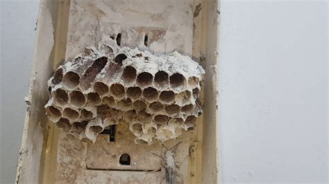 wasps around electrical outlets